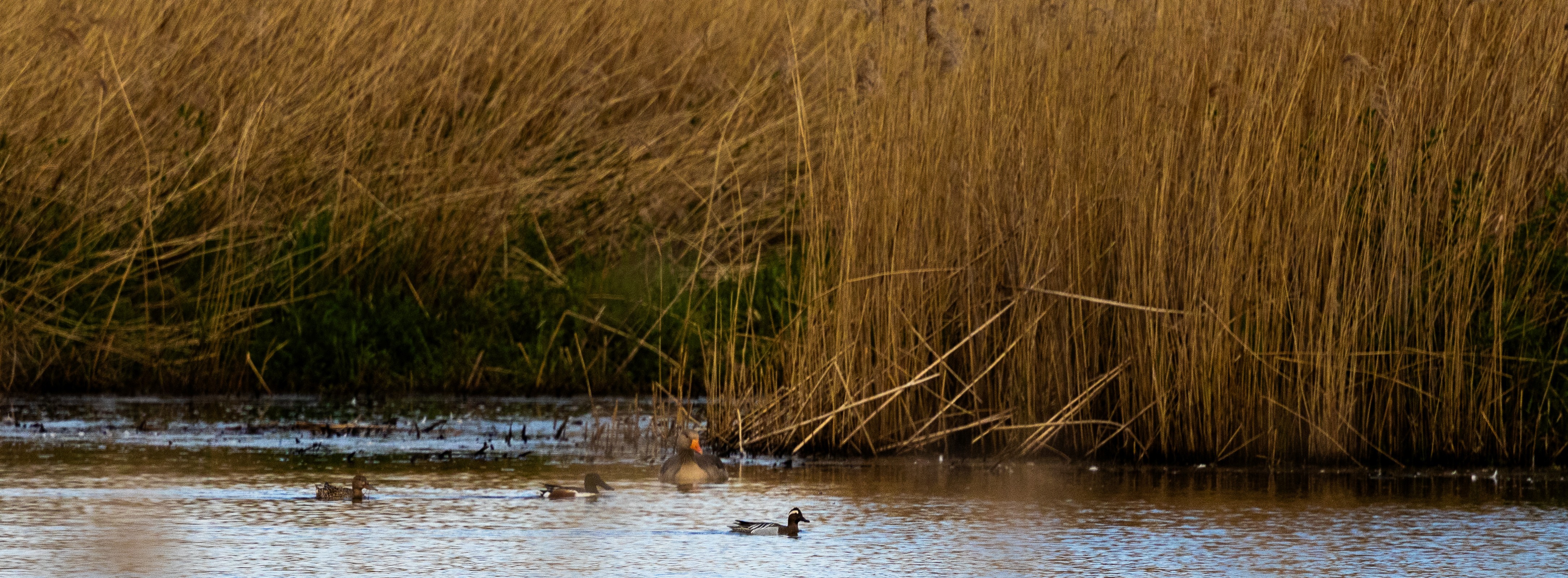 Slobeend (Groene Jonker). Foto van Lars.